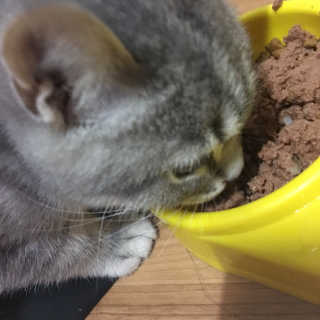 [펫토리아] BEST 한캔뚝딱 고양이 주식캔 — 5점을 준 리뷰어가 2019년 3월 올린 사용 사진