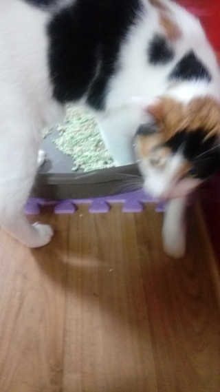 집사냥이님이 올린 리뷰 사진 3