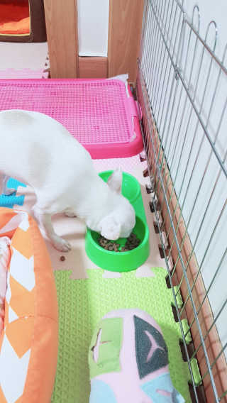 [펫토리아] 맛도 영양도 BEST 한끼뚝딱 강아지 사료 — 5점을 준 리뷰어가 2018년 12월 올린 사용 사진