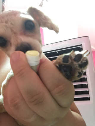 더블리스풀독 샤이니 포우 버터 0.15oz [천연 발바닥 보호제] — 4.83점을 준 리뷰어가 2018년 7월 올린 사용 사진