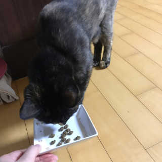 그린펫푸드 인섹트캣 글루텐프리（1.2KG） — 5점을 준 리뷰어가 2019년 9월 올린 사용 사진