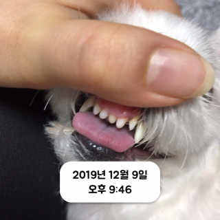 핏펫 플라고 — 5점을 준 리뷰어가 2019년 12월 올린 사용 사진