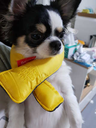 곰돌이쩡은님이 올린 리뷰 사진 3