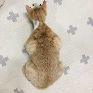 [펫토리아] 퍼스트메이트 고양이 사료 — 4.5점을 준 리뷰어가 2019년 3월 올린 사용 사진