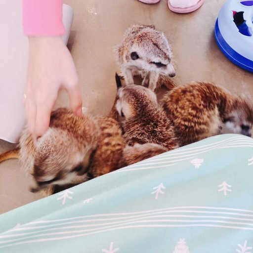 [미어캣파크] 입장료+음료 2인 세트 리뷰 사진