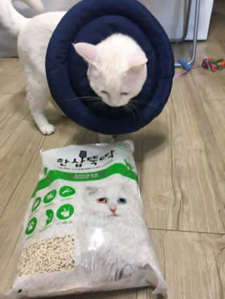 [펫토리아] BEST 고양이두부모래 6L 한삽뚝딱 — 5점을 준 리뷰어가 2019년 2월 올린 사용 사진