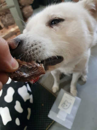 [어글어글] 반려견 친환경 간식 9종 세트 — 5점을 준 리뷰어가 2020년 3월 올린 사용 사진