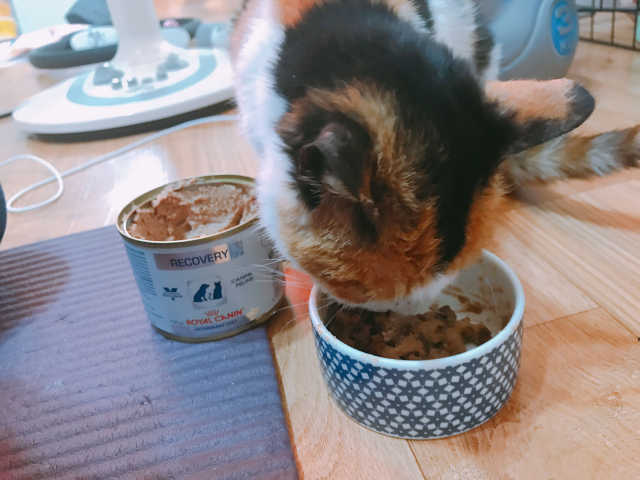 SN 에스엔 티크림 리뷰 사진