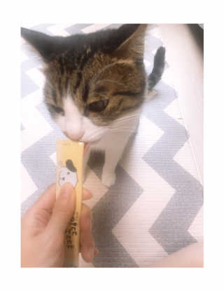[펫토리아]짜먹는 한입뚝딱 강아지.고양이 마약간식 — 5점을 준 리뷰어가 2019년 8월 올린 사용 사진