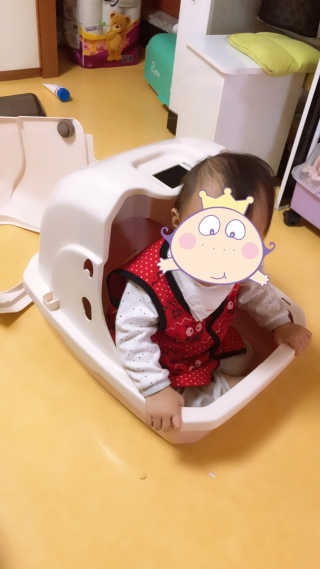 [펫토리아] BEST 한큐뚝딱 고양이 후드형 화장실 — 5점을 준 리뷰어가 2019년 1월 올린 사용 사진