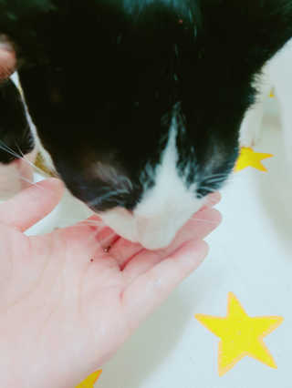 펫츠플레이트 동결건조간식 기호성 테스트 8종 — 5점을 준 리뷰어가 2018년 5월 올린 사용 사진
