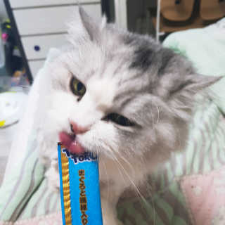 펫토리아 짜먹는 토로토로 고양이 파우치 간식 — 5점을 준 리뷰어가 2019년 6월 올린 사용 사진