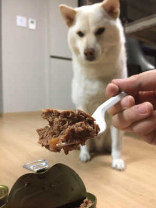 [펫토리아] BEST 한캔뚝딱 강아지 캔간식 — 5점을 준 리뷰어가 2019년 3월 올린 사용 사진