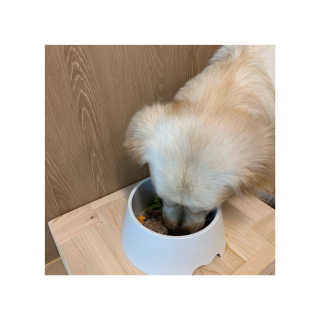 [어글어글] 반려견 친환경 간식 9종 세트 — 4점을 준 리뷰어가 2019년 6월 올린 사용 사진