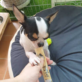 [펫토리아]짜먹는 한입뚝딱 강아지.고양이 마약간식 — 5점을 준 리뷰어가 2019년 8월 올린 사용 사진