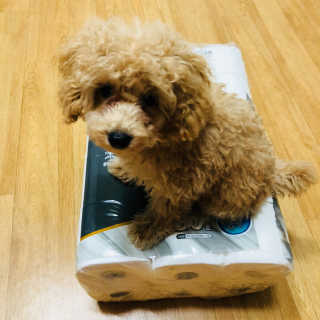 잘풀리는집 부드러운 모이스처 3겹 화장지 30롤 — 5점을 준 리뷰어가 2019년 9월 올린 사용 사진