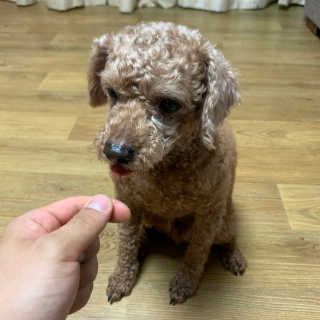 펫토리아 한입뚝딱 국내산 강아지간식 BEST 5종 — 5점을 준 리뷰어가 2019년 5월 올린 사용 사진