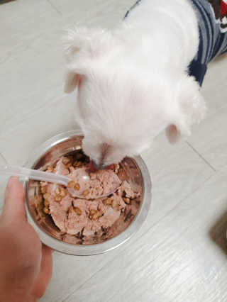 [펫토리아] BEST 한캔뚝딱 강아지 캔간식 — 5점을 준 리뷰어가 2019년 3월 올린 사용 사진