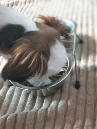 [펫토리아] 맛도 영양도 BEST 한끼뚝딱 강아지 사료 — 5점을 준 리뷰어가 2018년 12월 올린 사용 사진