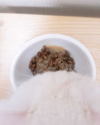 베츠 고메스톡 2종 강아지츄르 사료, 물 전용토핑육수 — 5점을 준 리뷰어가 2019년 7월 올린 사용 사진