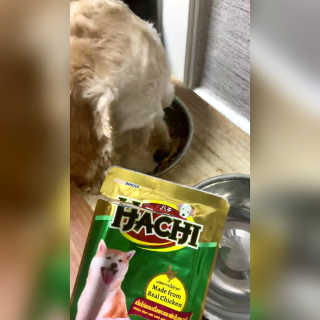 [펫토리아] 토로토로 하치  강아지 파우치간식 — 5점을 준 리뷰어가 2019년 7월 올린 사용 사진