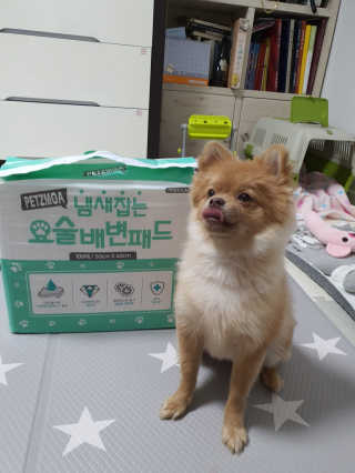 페츠모아 냄새잡는 요술배변패드 — 5점을 준 리뷰어가 2020년 3월 올린 사용 사진