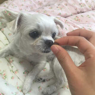 펫츠플레이트 동결건조간식 기호성 테스트 8종 — 5점을 준 리뷰어가 2018년 5월 올린 사용 사진
