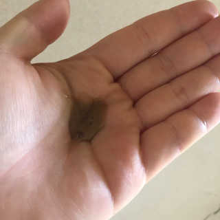 다슈코리아 다슈 단백질 한방 두피 골드 샴푸 500ml +샴푸브러쉬 — 5점을 준 리뷰어가 2019년 3월 올린 사용 사진
