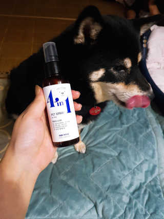 강아지스토리 포인원 모이스처 미스트 100ml — 4점을 준 리뷰어가 2018년 11월 올린 사용 사진