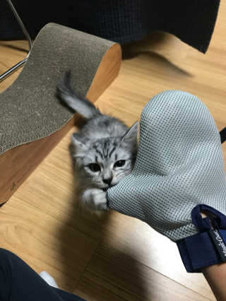 Four paws 리뉴얼 포포즈 매직코트 털 제거 브러쉬 — 5점을 준 리뷰어가 2018년 8월 올린 사용 사진