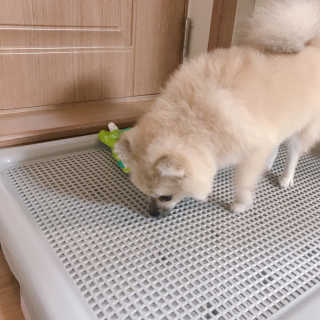 펫토리아 한판뚝딱 토일렛 초대형 강아지 배변판+한장뚝딱 66매 — 5점을 준 리뷰어가 2018년 9월 올린 사용 사진