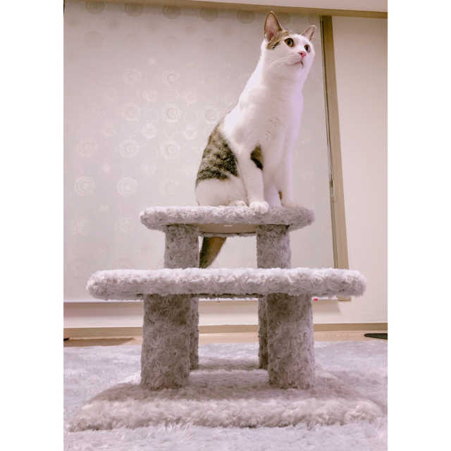 [펫토리아] 한탭뚝딱 강아지계단 BEST 모음 리뷰 사진