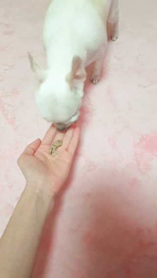 [펫토리아] 맛도 영양도 BEST 한끼뚝딱 강아지 사료 — 5점을 준 리뷰어가 2018년 12월 올린 사용 사진