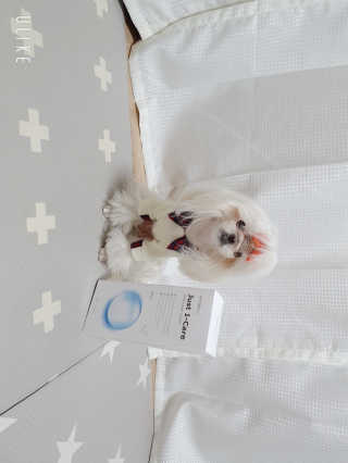 [펫토리아] 뚝딱케어 강아지 고양이 다목적세정제 — 5점을 준 리뷰어가 2020년 2월 올린 사용 사진