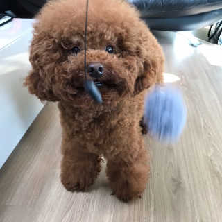 댕댕언니님이 올린 리뷰 사진 3