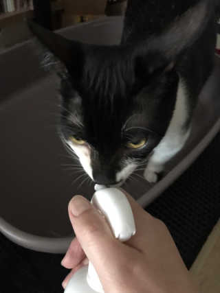 [펫토리아] 뚝딱케어 강아지 고양이 다목적세정제 — 5점을 준 리뷰어가 2020년 2월 올린 사용 사진
