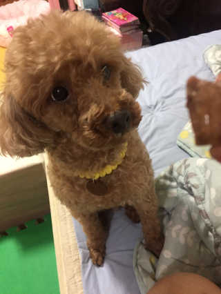 미누시아 촉촉한 닭안심 + 홍삼발효 훈제 말고기 — 5점을 준 리뷰어가 2018년 6월 올린 사용 사진
