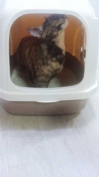 [펫토리아] BEST 한큐뚝딱 고양이 후드형 화장실 — 4점을 준 리뷰어가 2019년 1월 올린 사용 사진