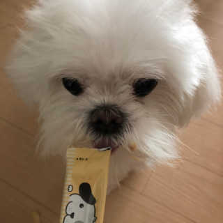[펫토리아]짜먹는 한입뚝딱 강아지.고양이 마약간식 — 1점을 준 리뷰어가 2019년 8월 올린 사용 사진