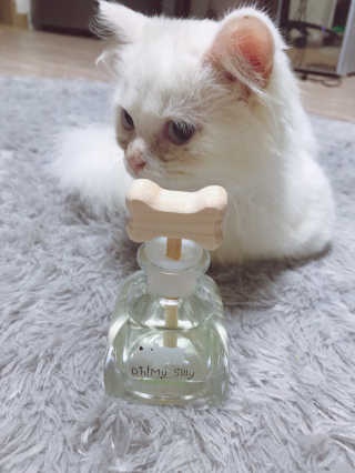 오!마이실리 오마이실리 반려동물 디퓨저 — 5점을 준 리뷰어가 2018년 7월 올린 사용 사진