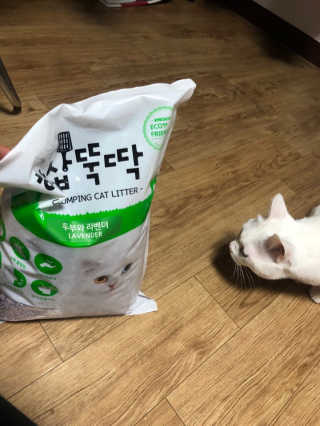 [펫토리아] BEST 고양이두부모래 6L 한삽뚝딱 — 4.5점을 준 리뷰어가 2019년 1월 올린 사용 사진