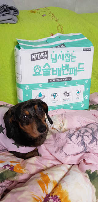 페츠모아 냄새잡는 요술배변패드 — 5점을 준 리뷰어가 2020년 3월 올린 사용 사진
