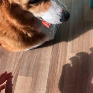 코기코기님이 올린 리뷰 사진 3