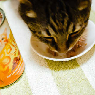 [펫토리아]배피 고양이,빌리강아지 대용량주식캔 — 5점을 준 리뷰어가 2019년 7월 올린 사용 사진