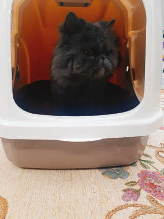 [펫토리아] BEST 한큐뚝딱 고양이 후드형 화장실 — 5점을 준 리뷰어가 2019년 1월 올린 사용 사진