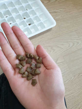 그린펫푸드 인섹트캣 글루텐프리（1.2KG） — 4점을 준 리뷰어가 2019년 7월 올린 사용 사진