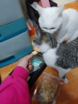 라온시연님이 올린 리뷰 사진 4