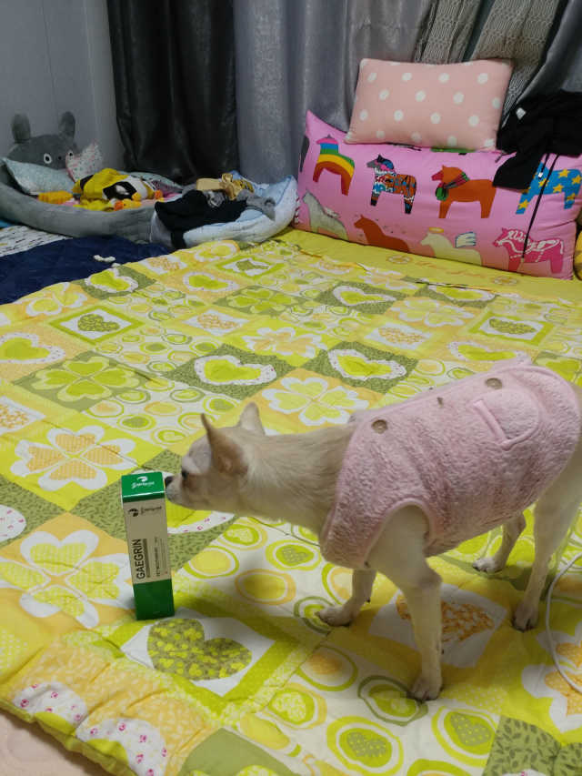 개그린 리뷰 사진