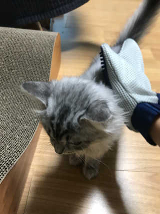 Four paws 리뉴얼 포포즈 매직코트 털 제거 브러쉬 — 5점을 준 리뷰어가 2018년 8월 올린 사용 사진