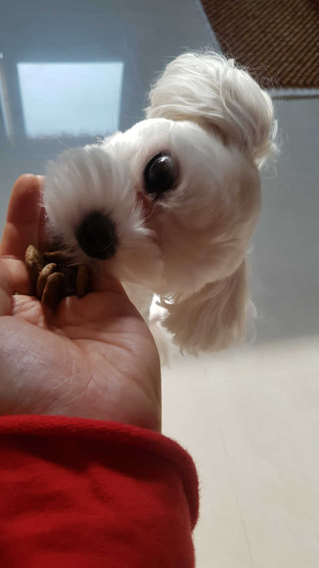 인섹트도그 하이포알러젠 리뷰 사진